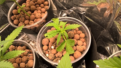 Growreport Bild 9
