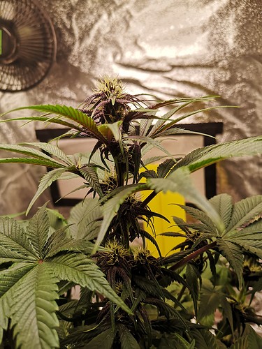 Growreport Bild 2