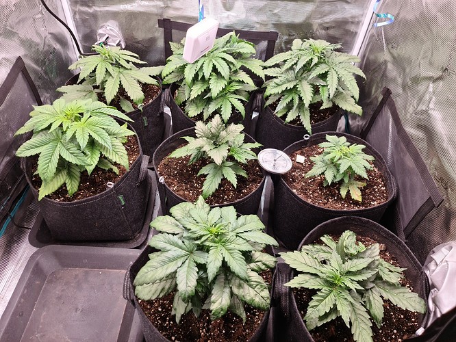 Growreport Bild 1