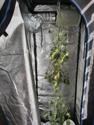 Growreport Bild 7