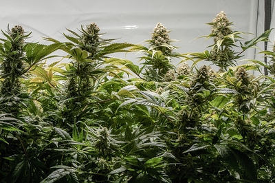 Growreport Bild 4