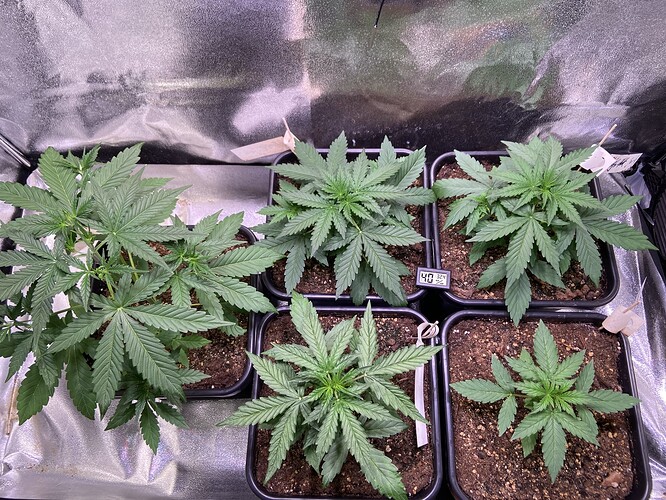 Growreport Bild 2