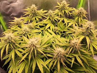 Growreport Bild 2