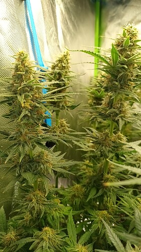 Growreport Bild 16