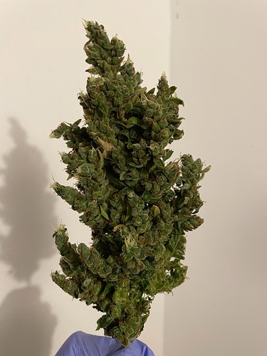 Growreport Bild 1