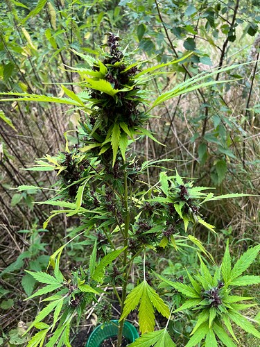Growreport Bild 6