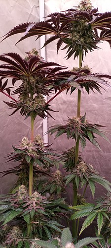 Growreport Bild 64