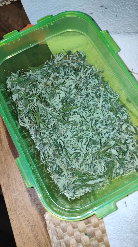 Das Sackgesicht baut das 1. Mal an - Gorilla Blue + Critical Kush GROW REPORT
