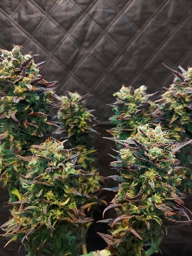 Growreport Bild 11