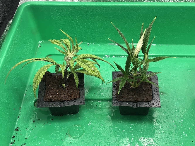 Growreport Bild 12