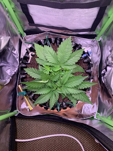 Growreport Bild 3