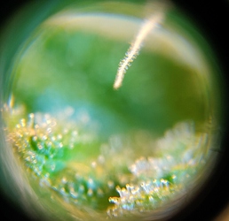 Growreport Bild 8