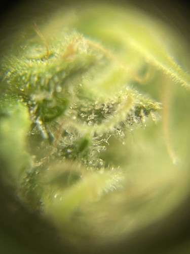Growreport Bild 12