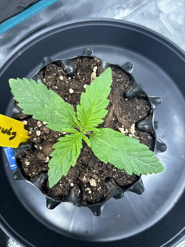 Growreport Bild 50