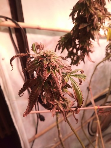 Growreport Bild 5
