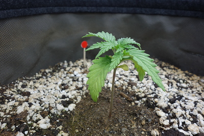Ein junger Cannabiskeimling mit zwei Sätzen Blätter und einem roten Markierungsstab im Hintergrund.