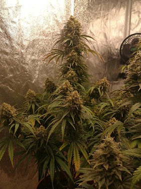 Growreport Bild 31