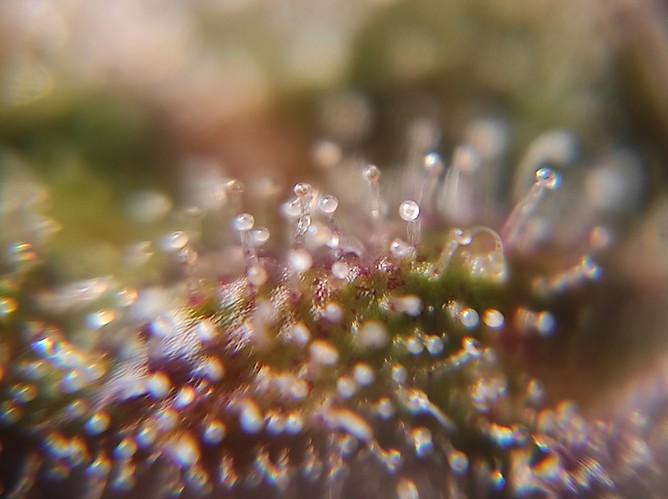 Growreport Bild 10