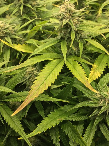 Growreport Bild 16
