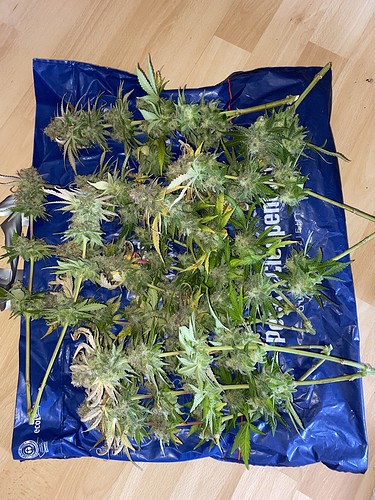 Growreport Bild 3