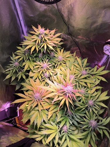 Growreport Bild 1