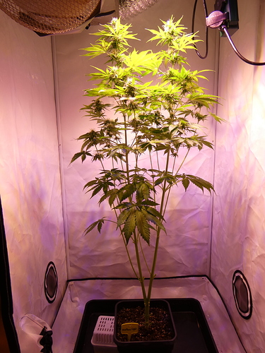 Growreport Bild 5