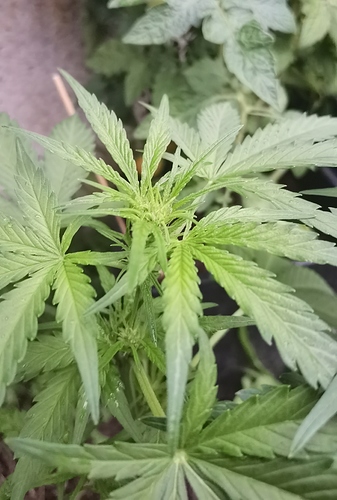 Growreport Bild 3