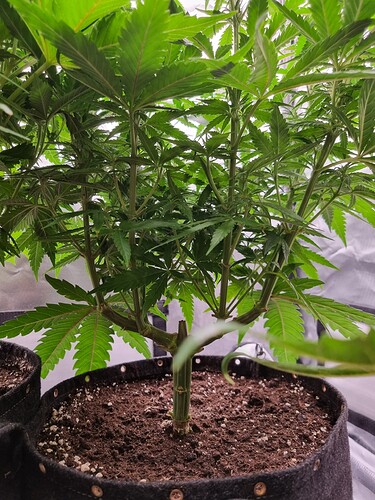 Growreport Bild 5