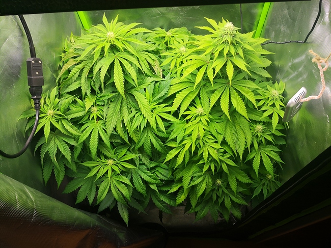 Growreport Bild 1