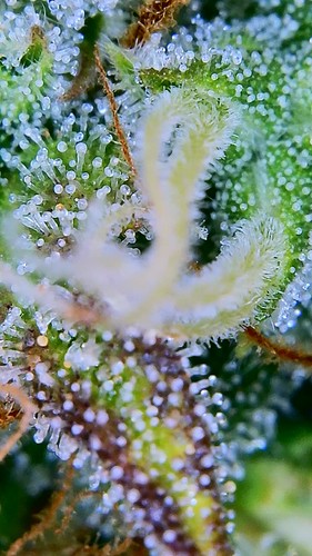 Growreport Bild 9