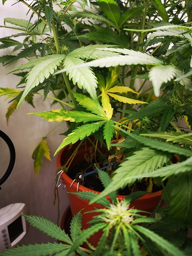 Growreport Bild 6