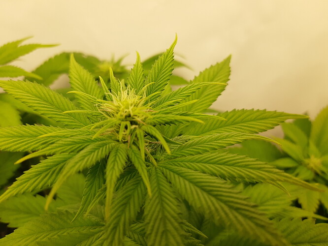 Growreport Bild 7