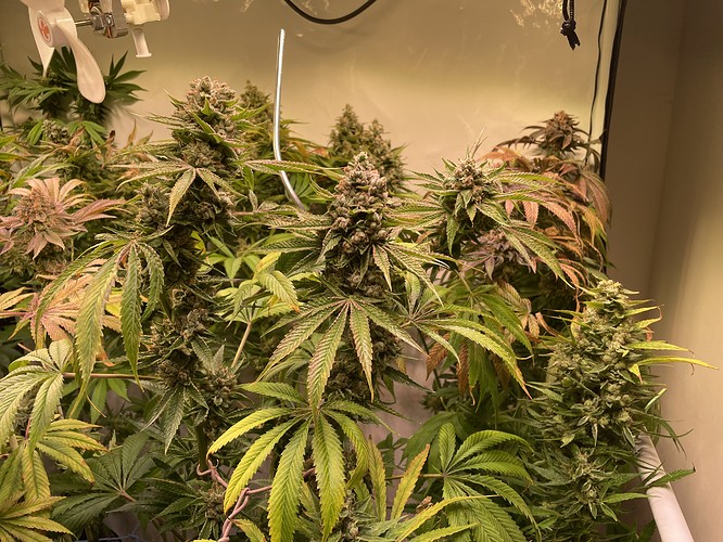 Growreport Bild 8