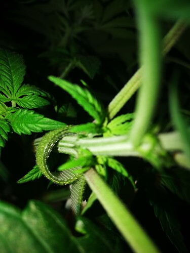 Growreport Bild 6