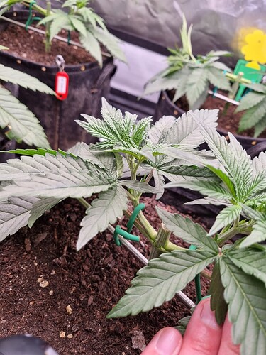 Growreport Bild 35