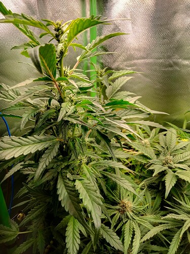 Growreport Bild 4