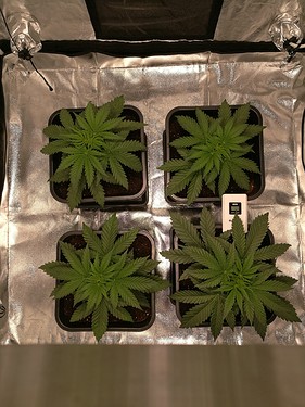 Growreport Bild 9