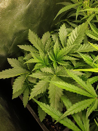 Growreport Bild 5