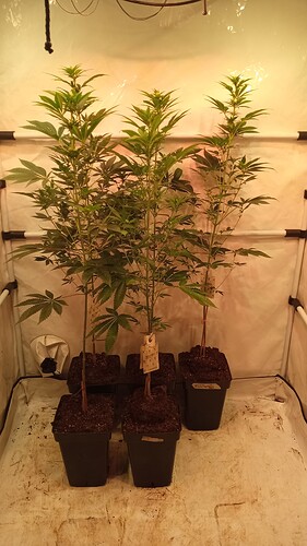Growreport Bild 52
