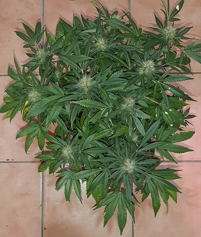 Growreport Bild 11
