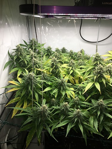 Growreport Bild 1