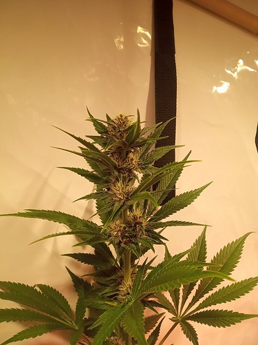 Growreport Bild 31