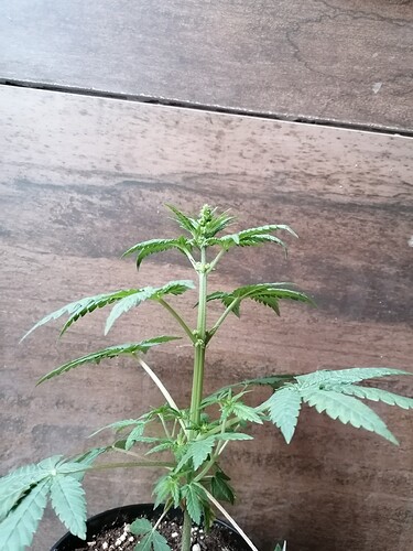 Growreport Bild 3