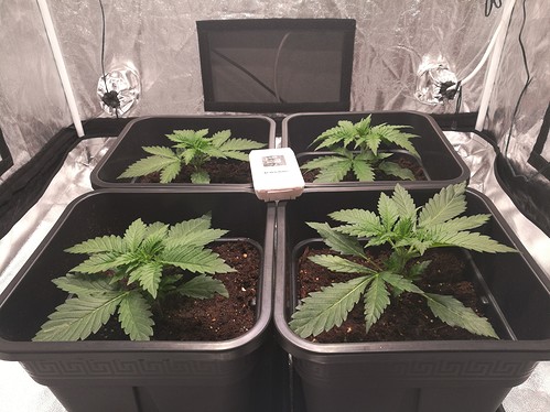 Growreport Bild 8