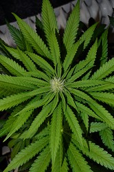 Growreport Bild 4