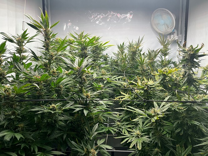 Growreport Bild 1