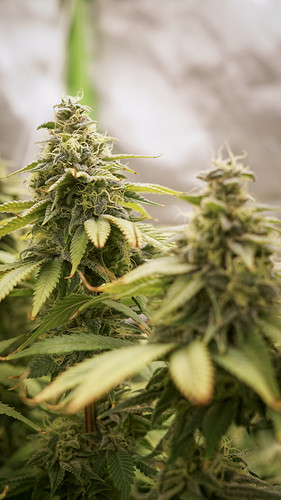 Growreport Bild 4