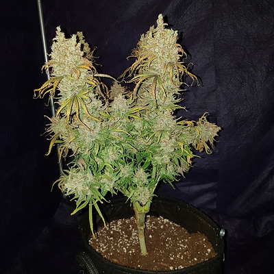 Growreport Bild 15