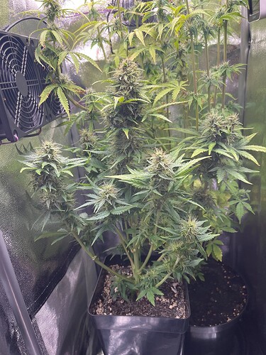 Growreport Bild 6