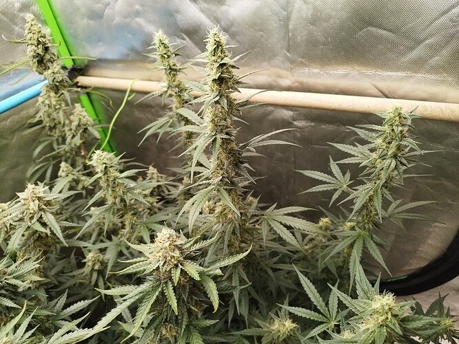 Growreport Bild 6